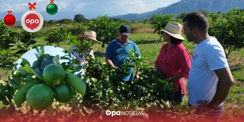 Productores de limón en yaguará exportarán sus primeras cosechas